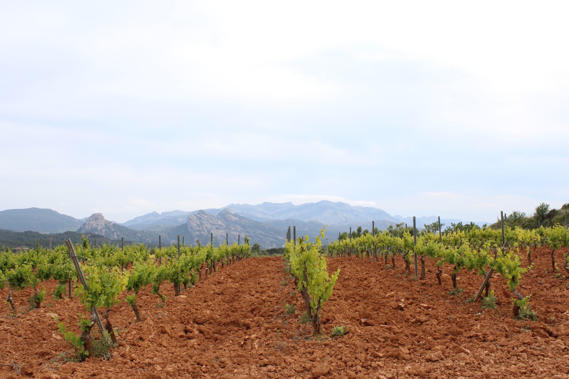 Vinyes de la Terra Alta amb les muntanyes dels Ports al fons